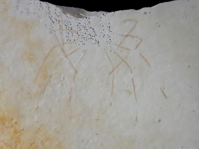 Phalangites priscus POLZ 1987 - Bild © FossNet FossilienStore